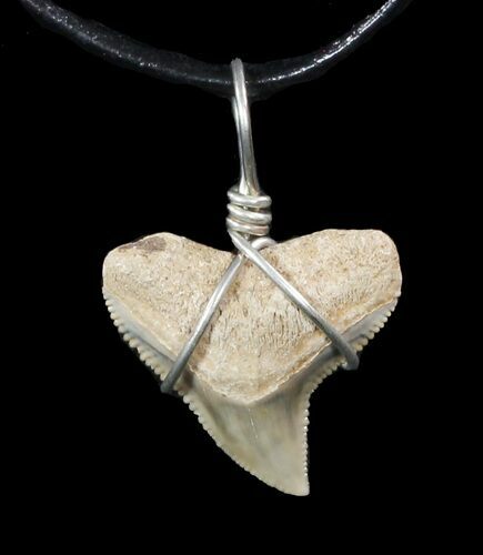 Fossil Dusky Shark Tooth Necklace #47579
